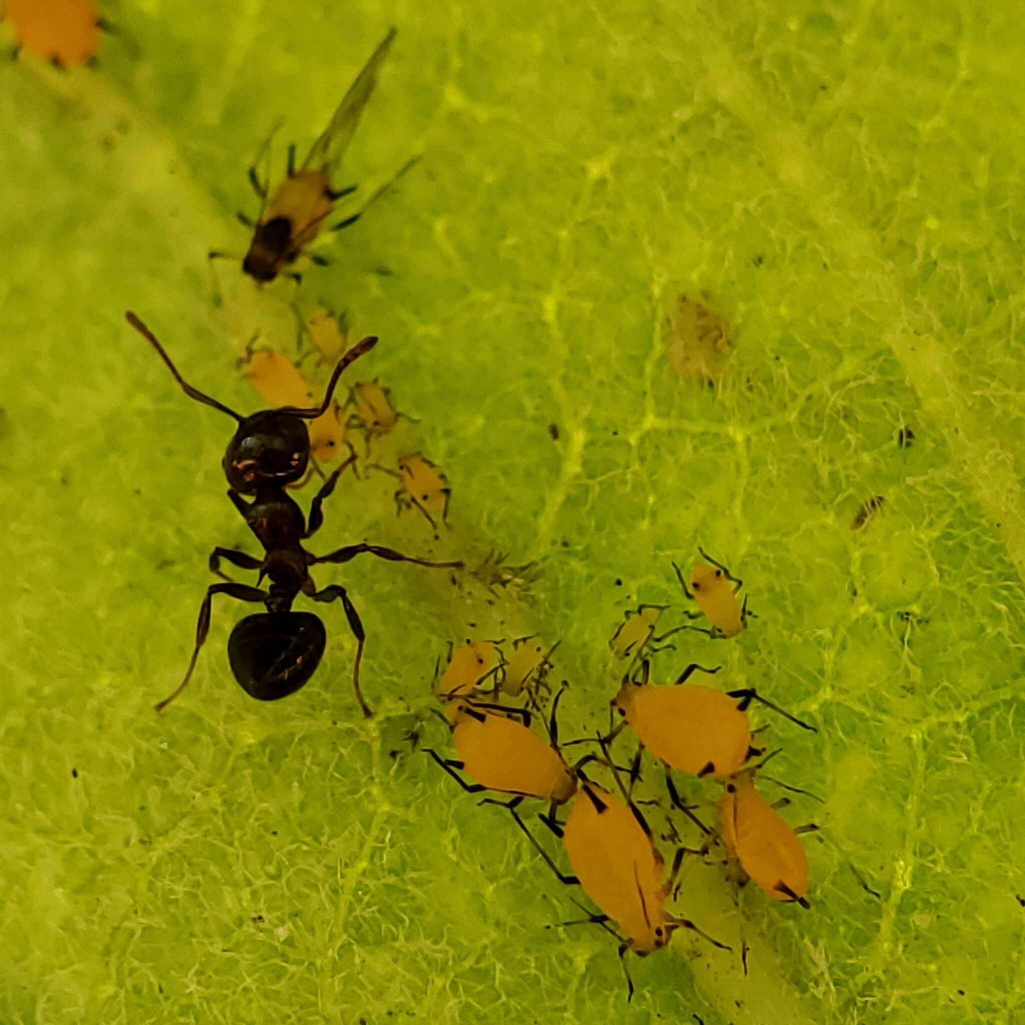 Image of Aphid