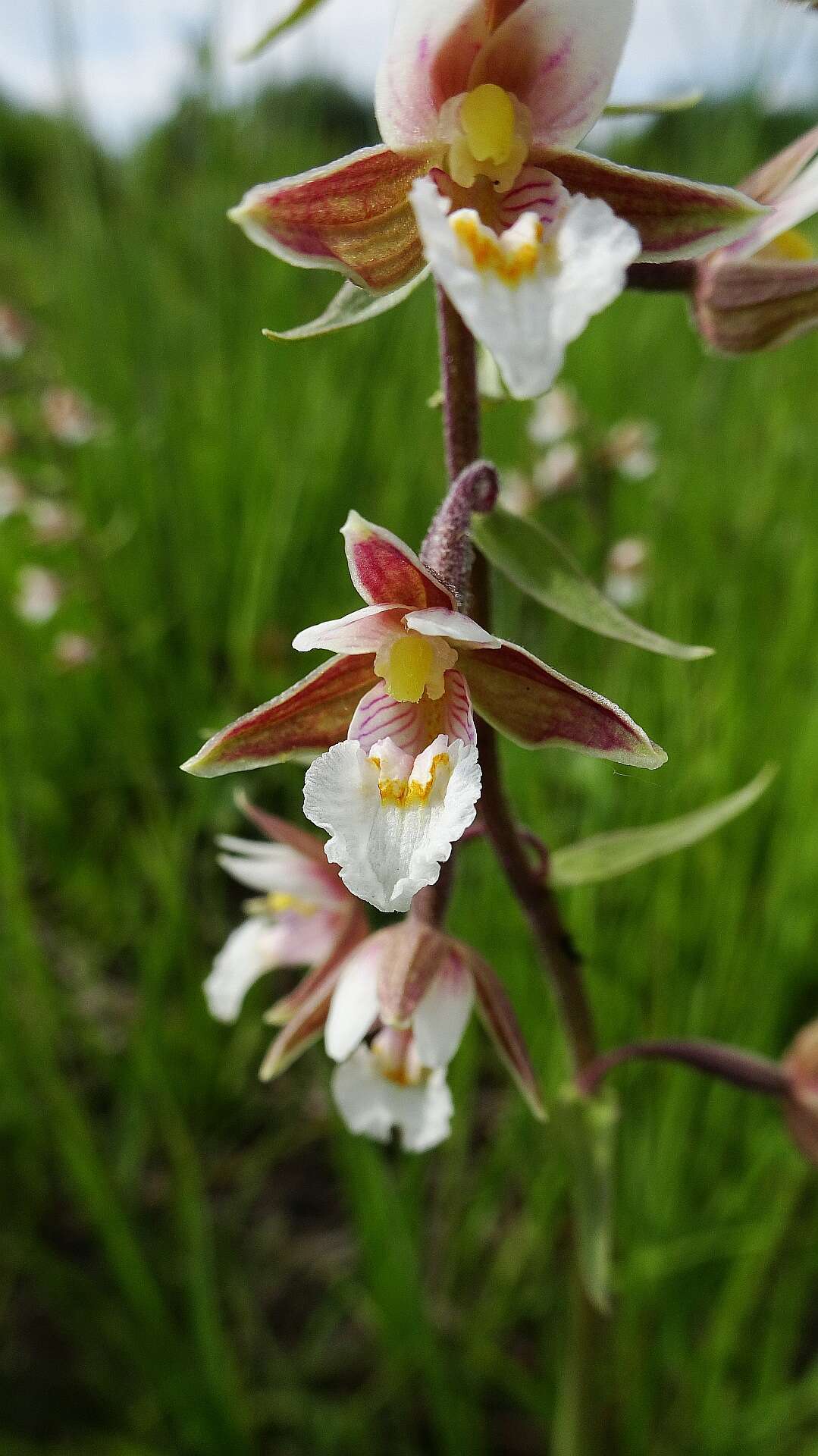 Imagem de Epipactis palustris (L.) Crantz