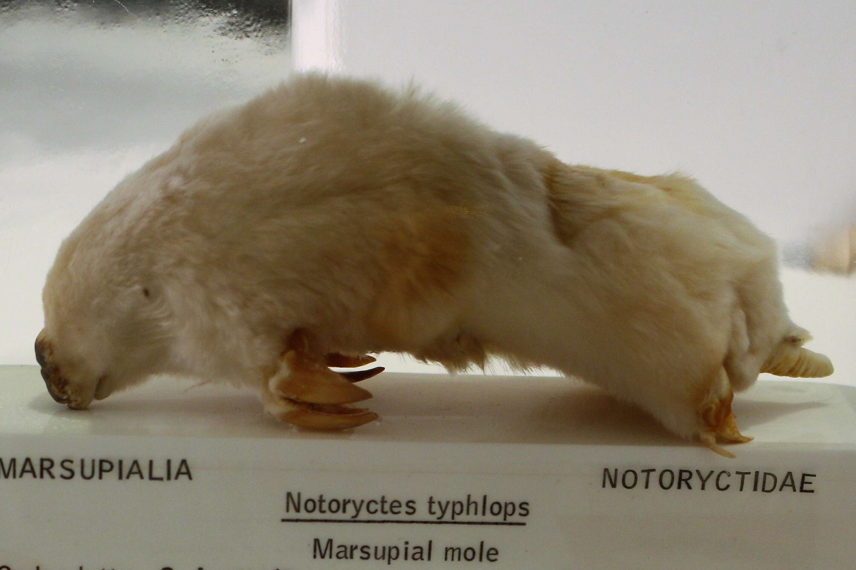 Notoryctidae resmi