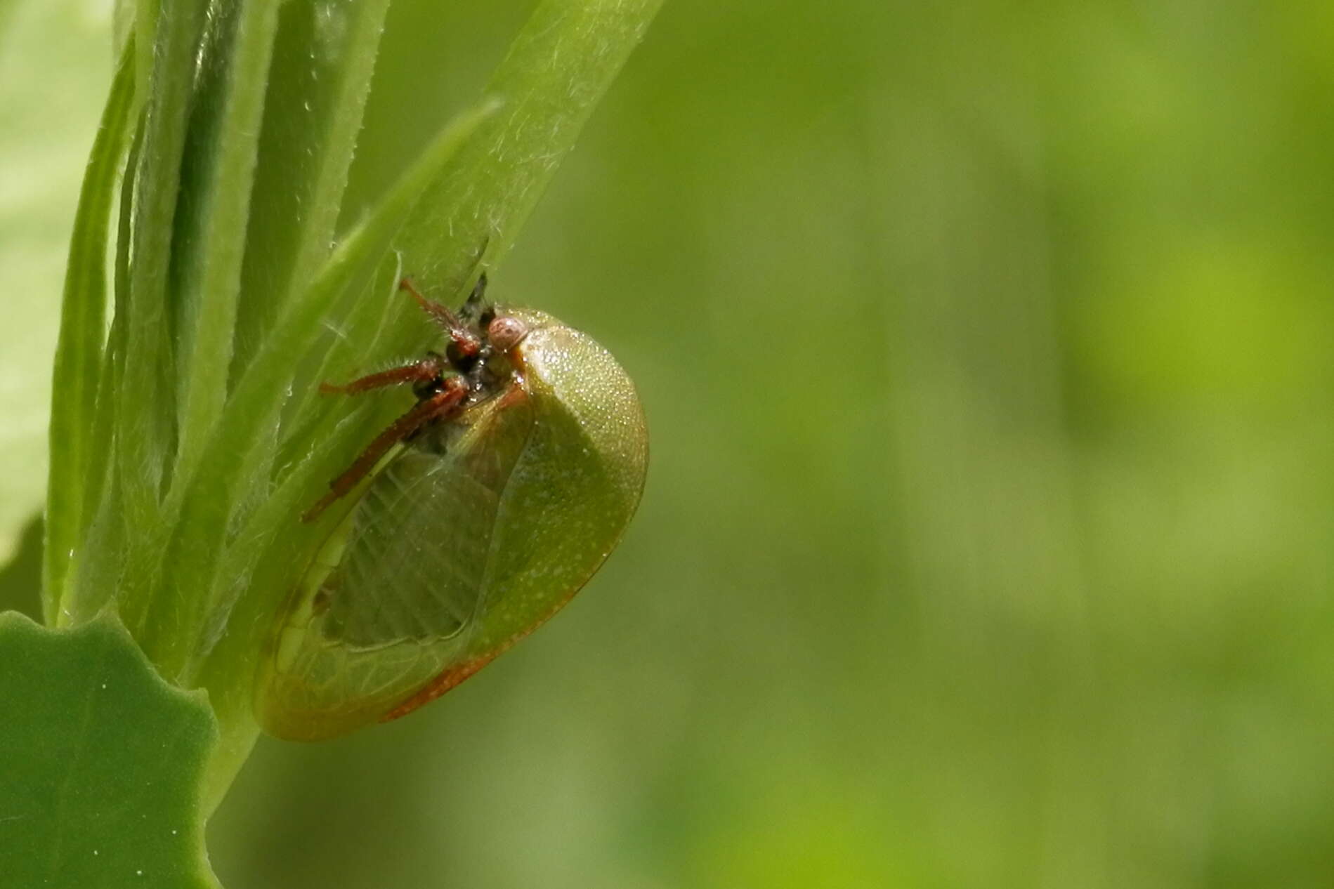 Image of Buffalo Treehoppers