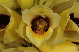 Image of Banana orchid