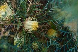 Image of Banksia recurvistylis K. R. Thiele