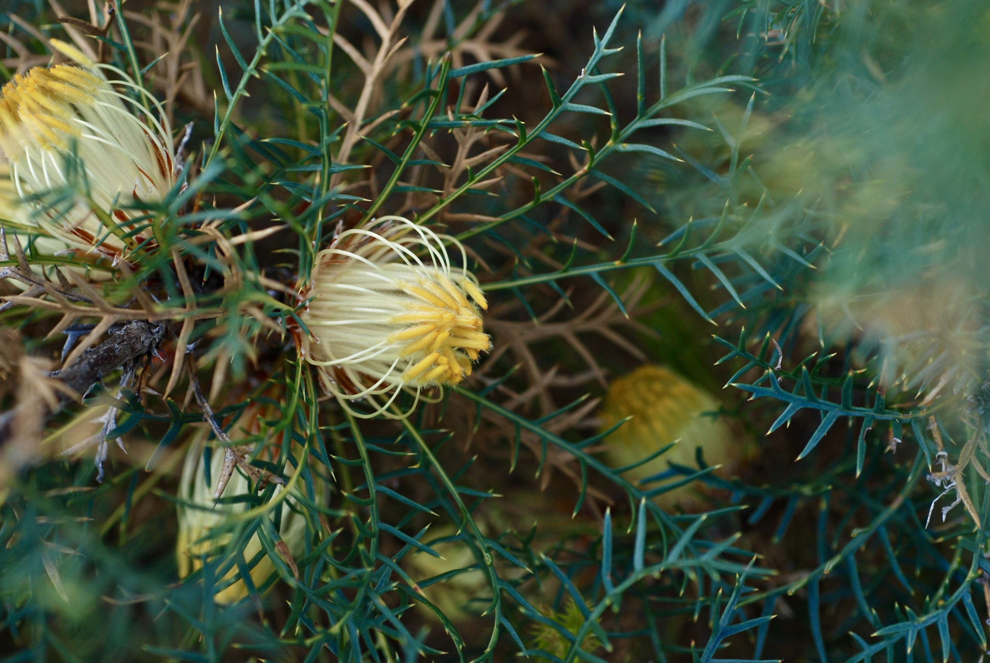 Image of Banksia recurvistylis K. R. Thiele