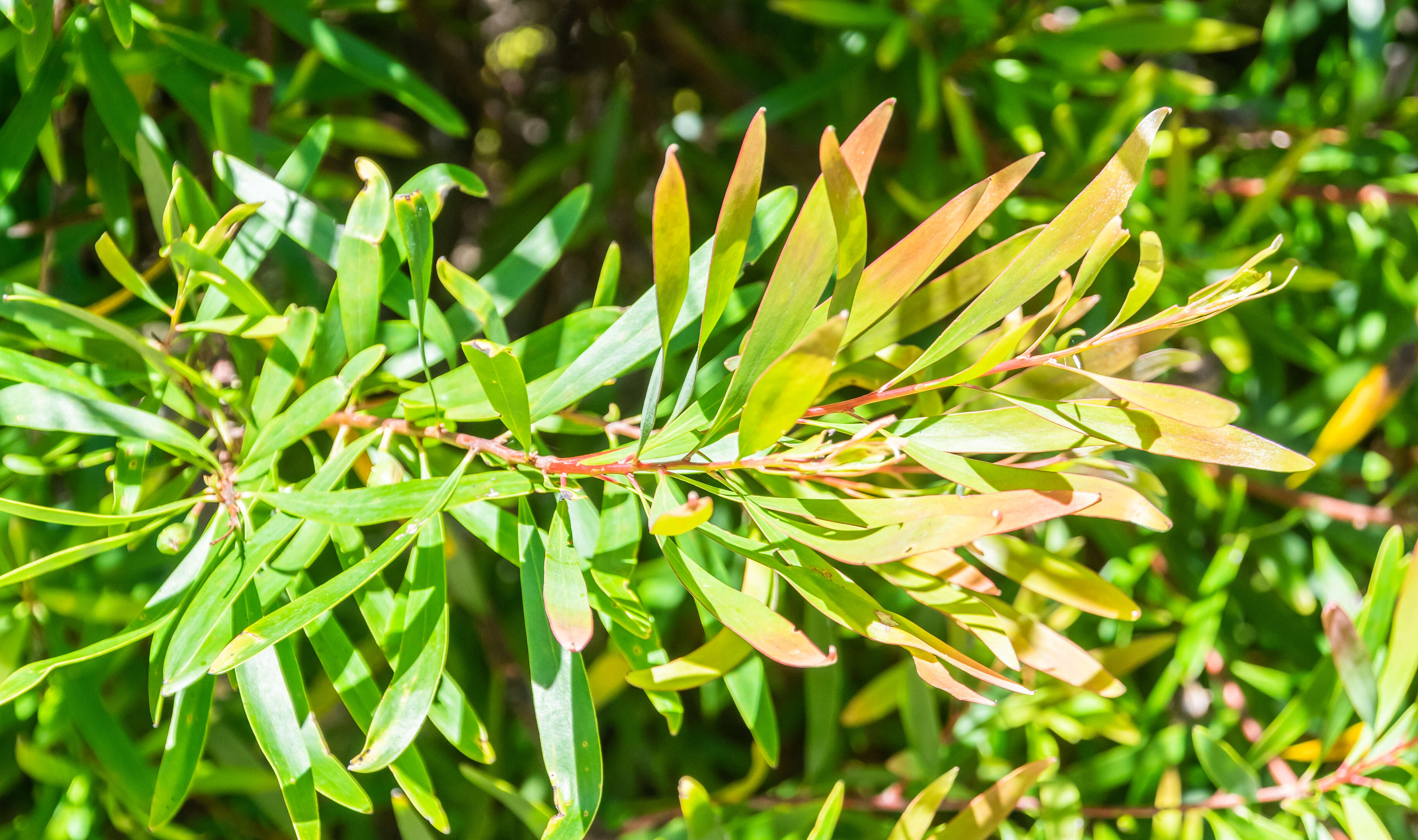 Image of Willow hakea