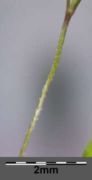 Image of Tufted Hair-grass