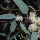 Image of Eucalyptus whitei Maiden & Blakely