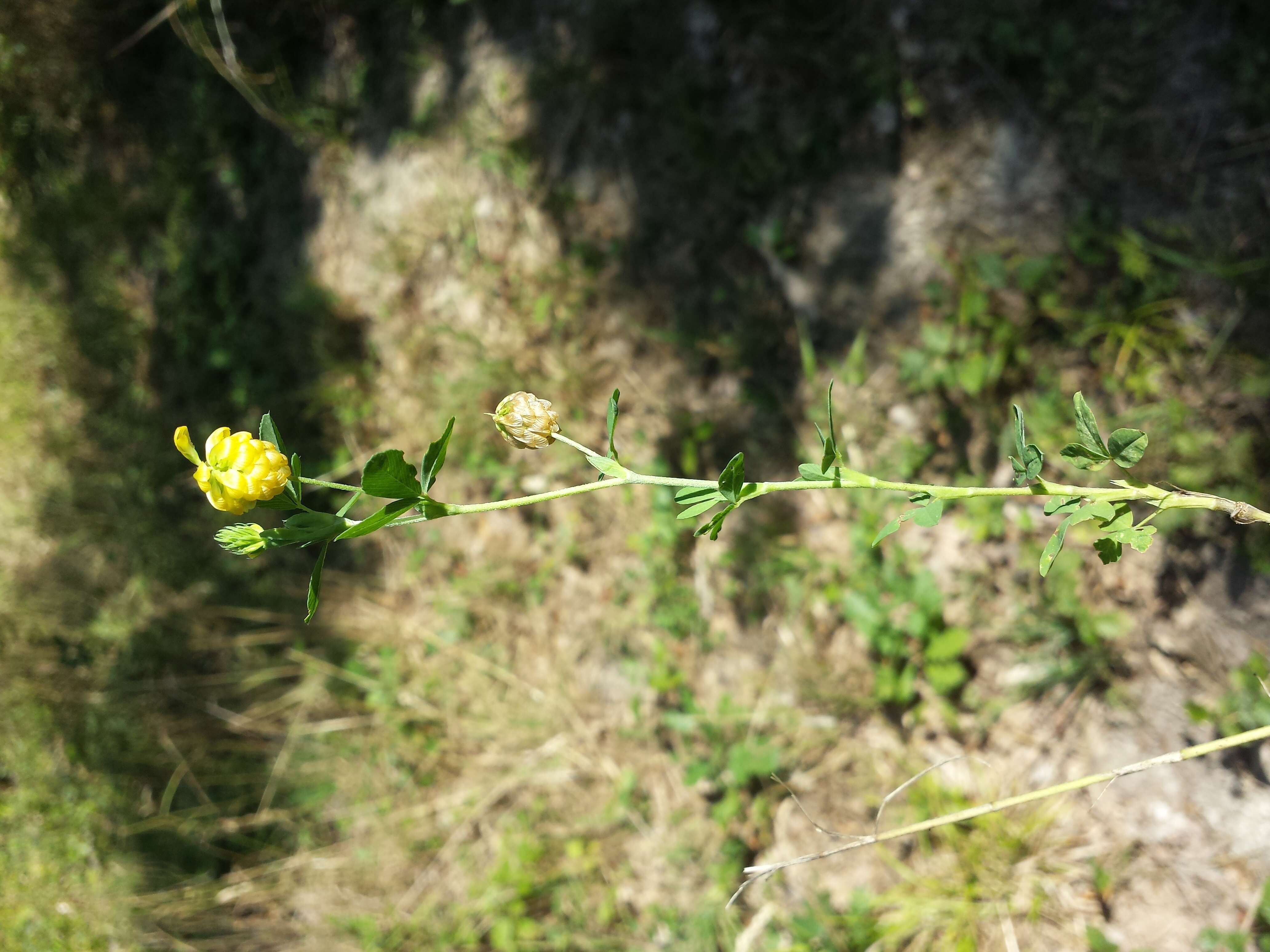 Plancia ëd Trifolium aureum Pollich