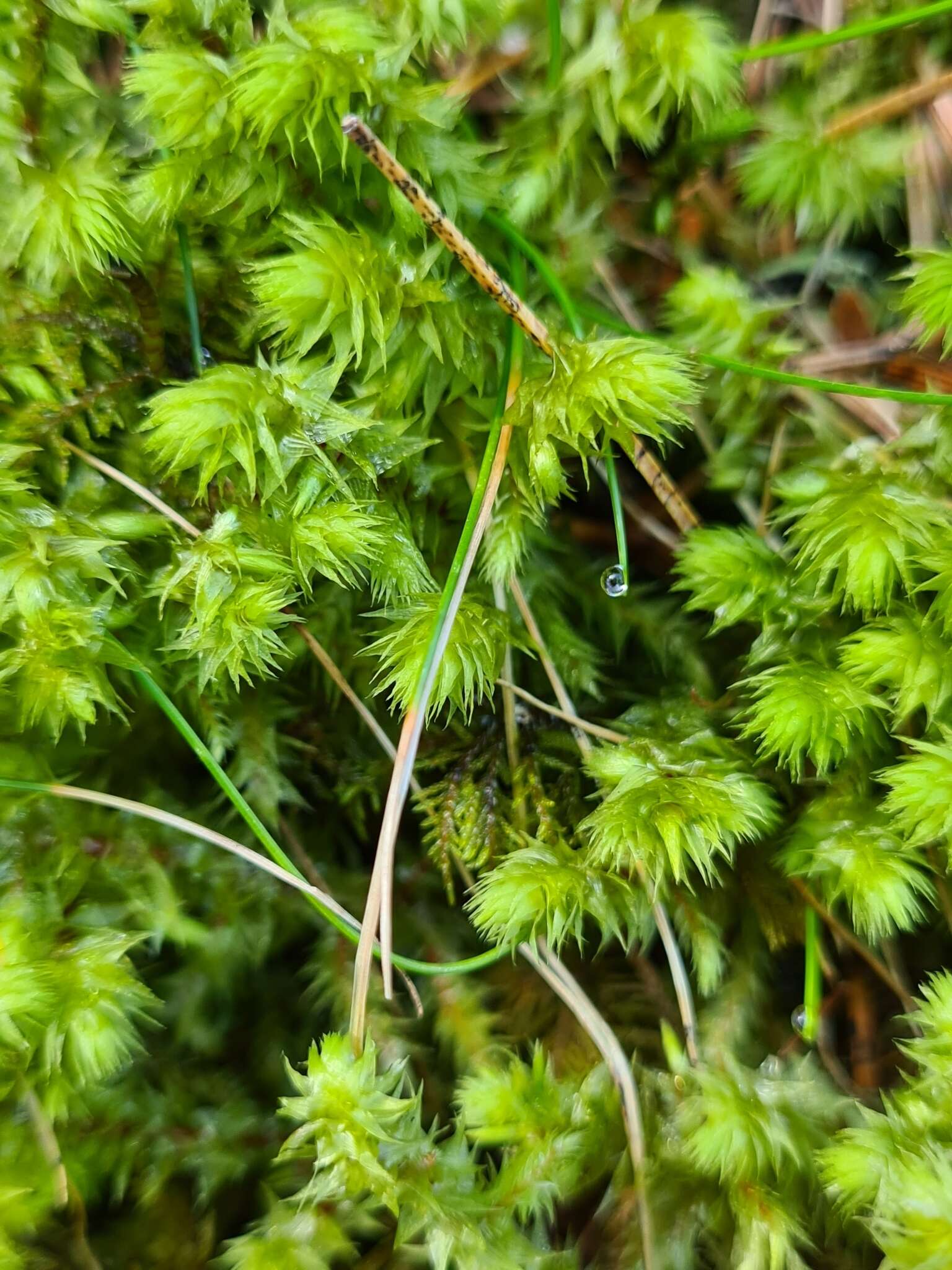 Sivun Metsäliekosammal kuva