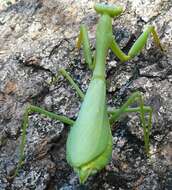 Image of African mantis