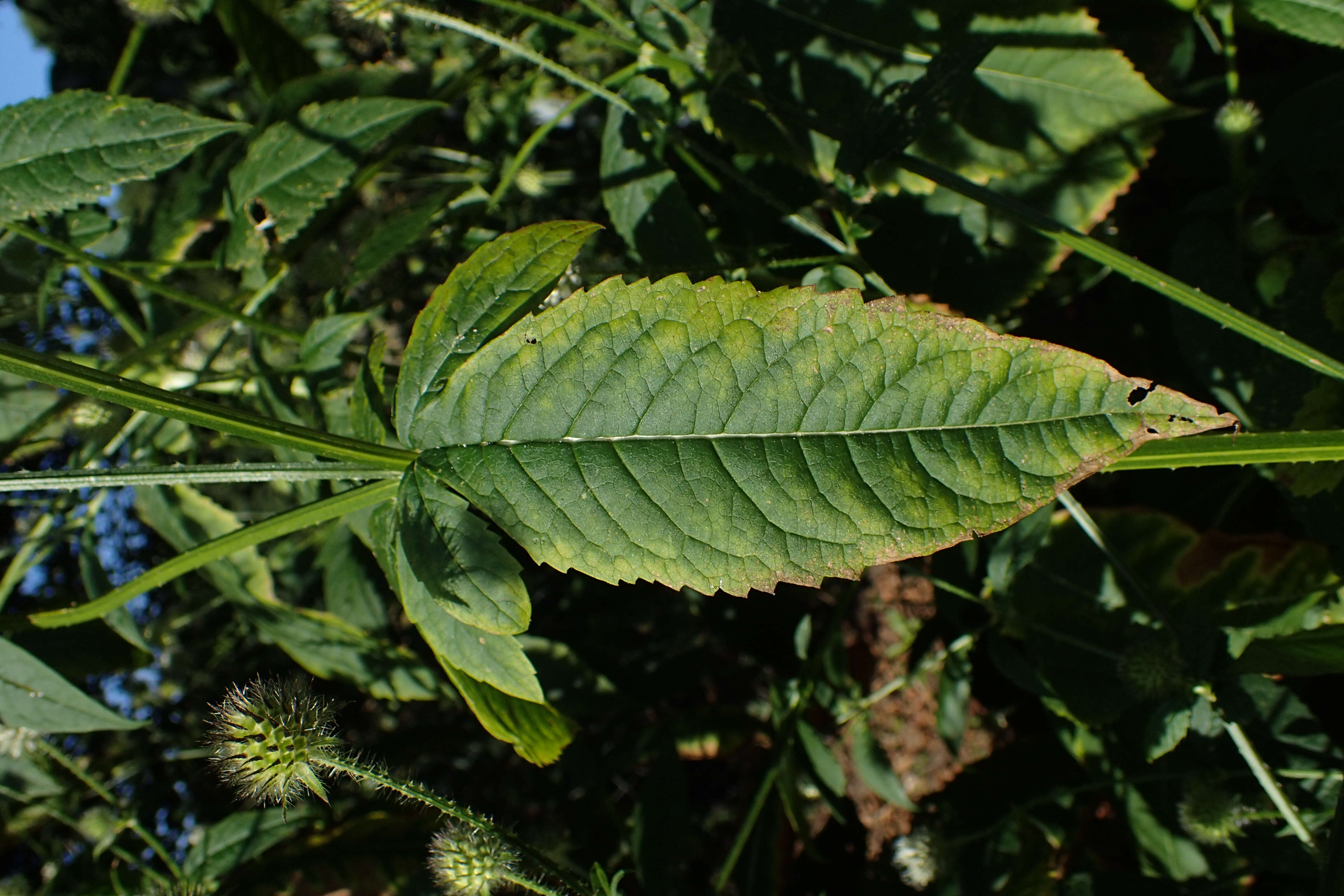 Image of small teasel