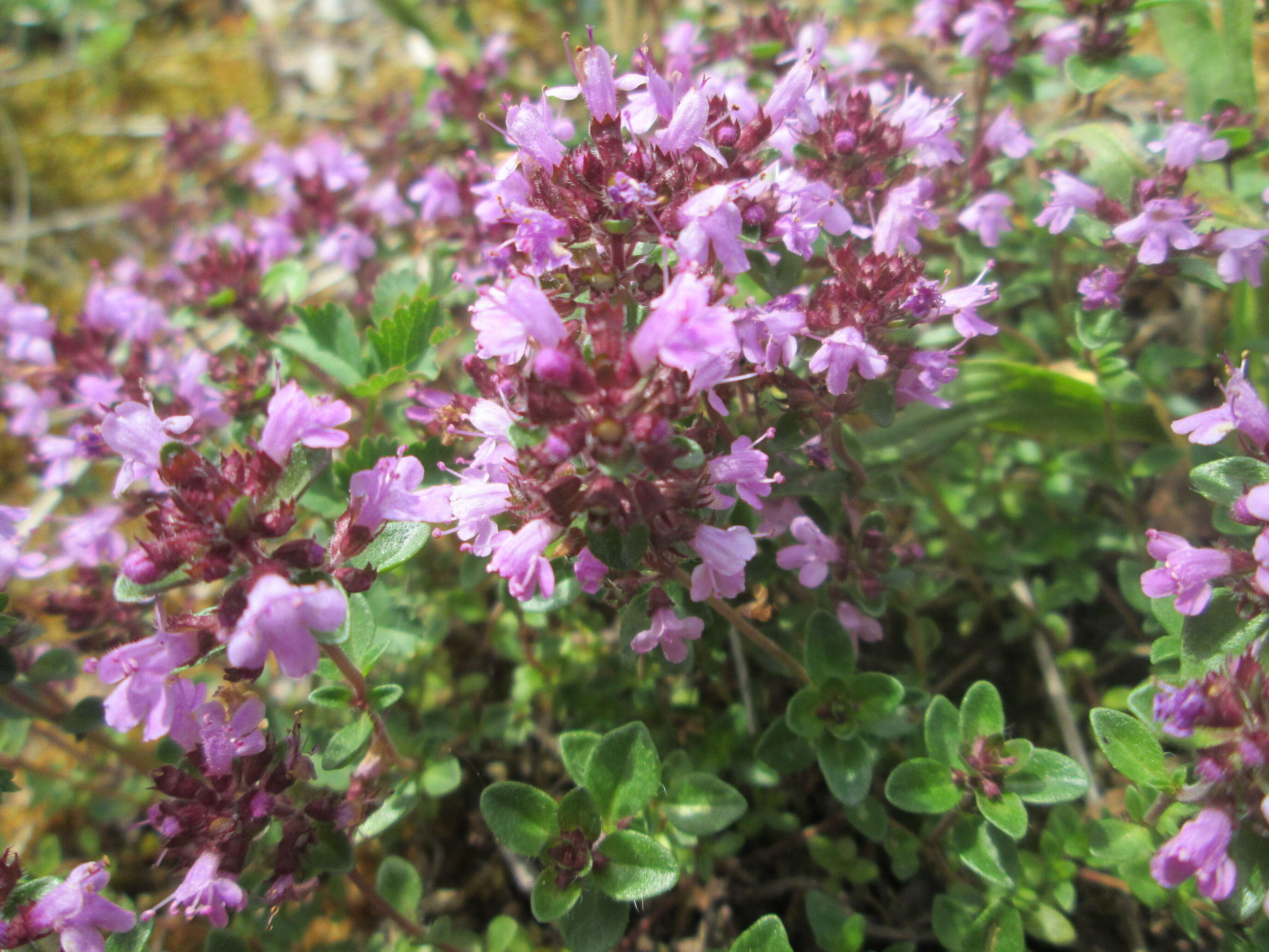 Image of breckland thyme