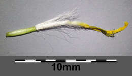 Image of smallflower hawksbeard