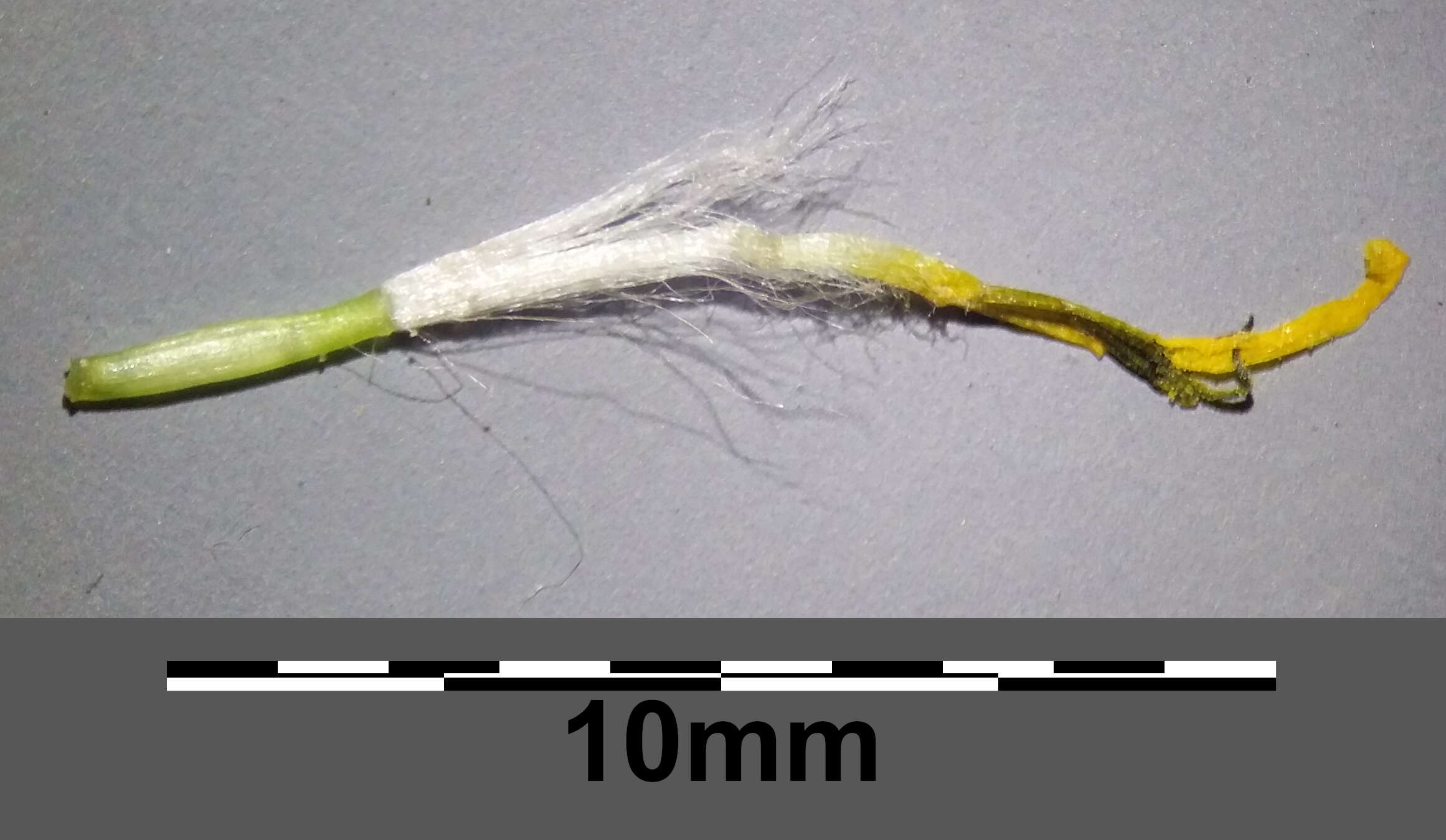 Image of smallflower hawksbeard