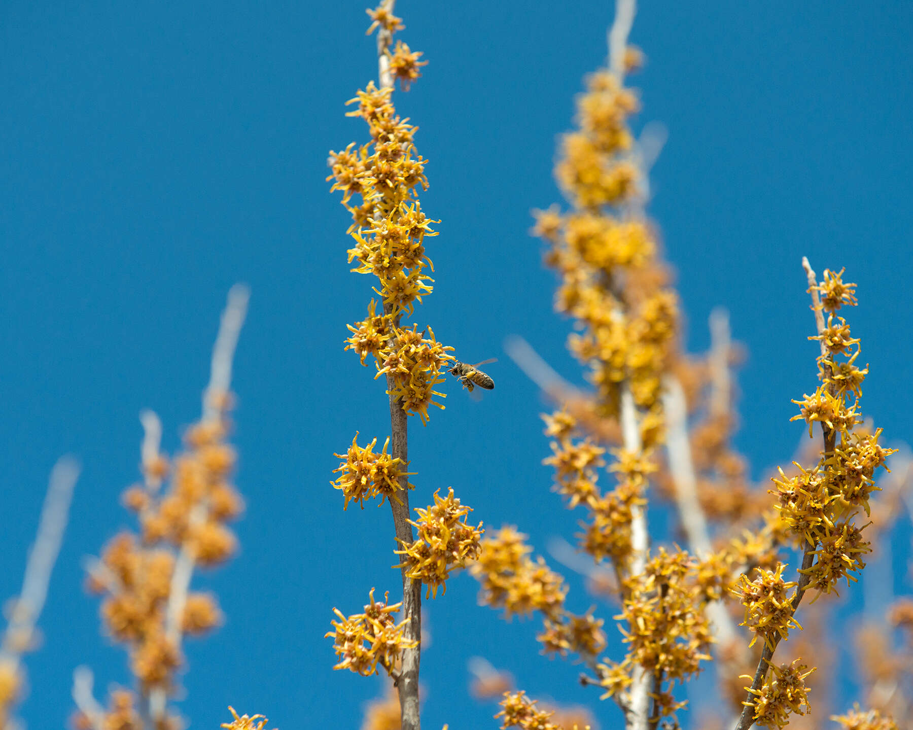 Imagem de Hamamelis vernalis Sarg.