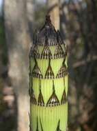 Image of Southern Giant Horsetail