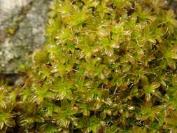 صورة Syntrichia ruralis Weber & D. Mohr 1803