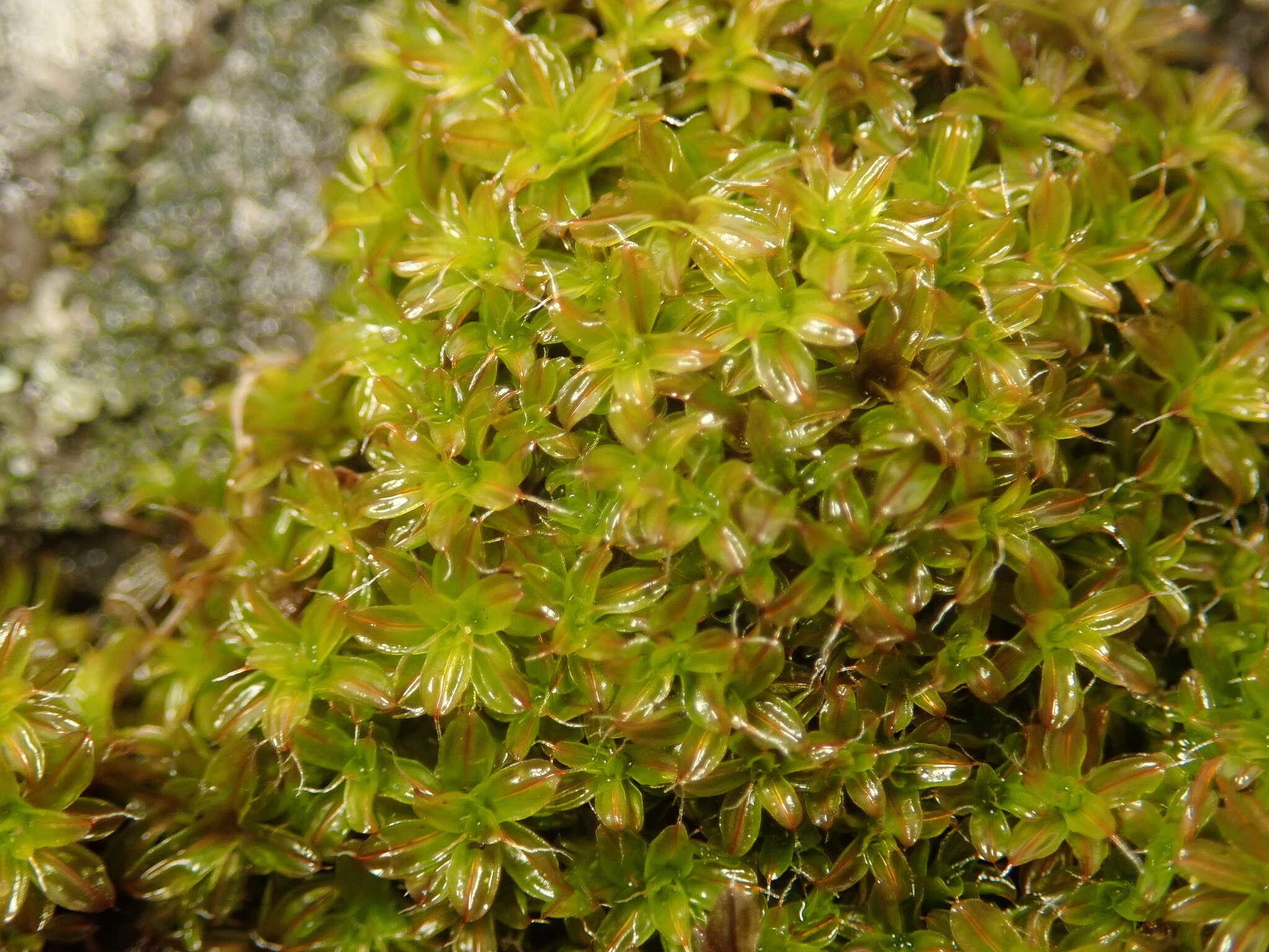 Image of great hairy screw-moss