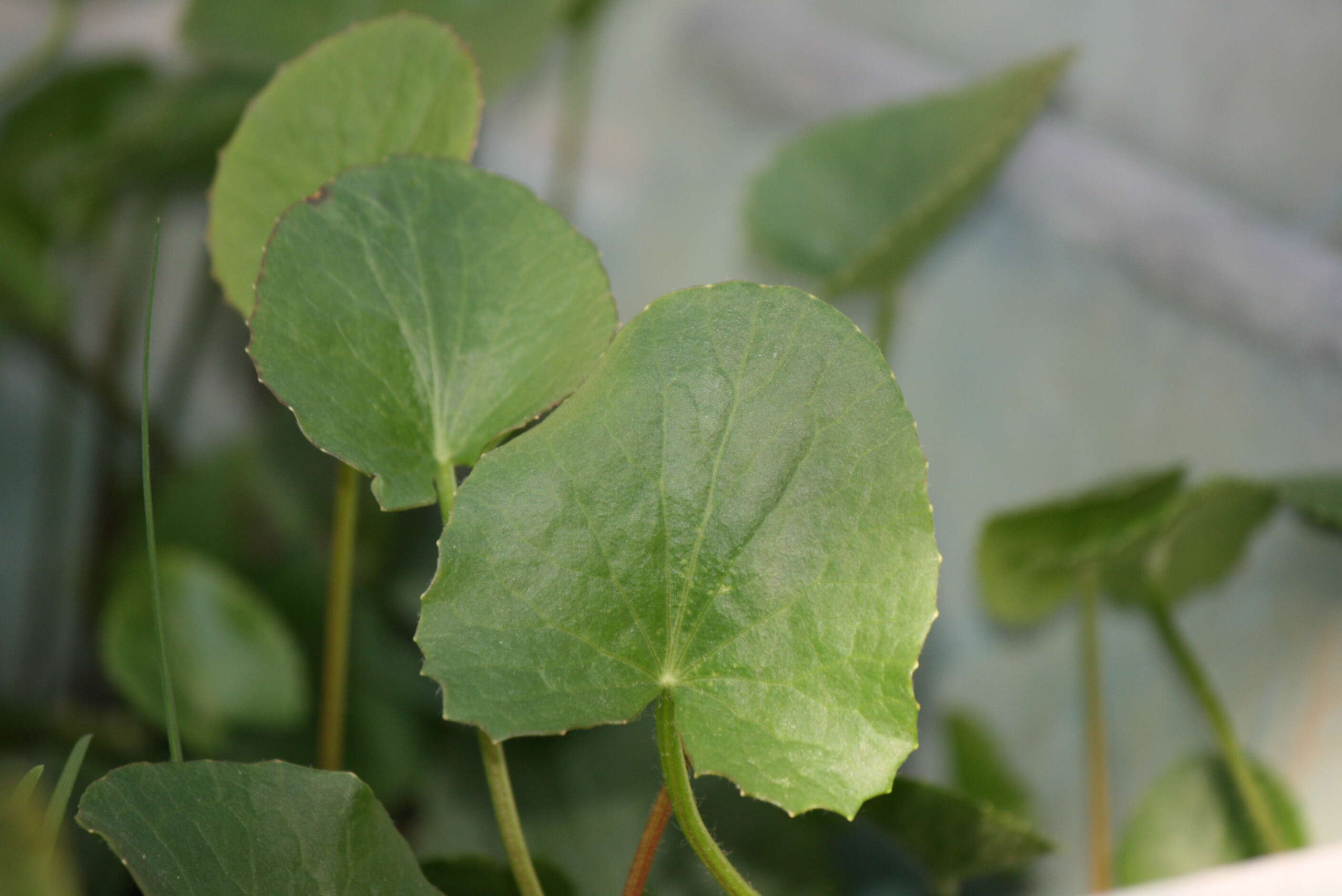 Image of centella