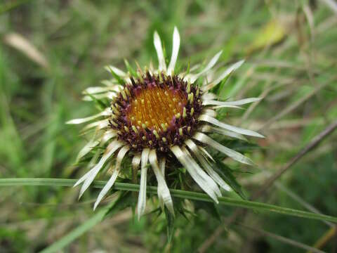 Image of carline thistle