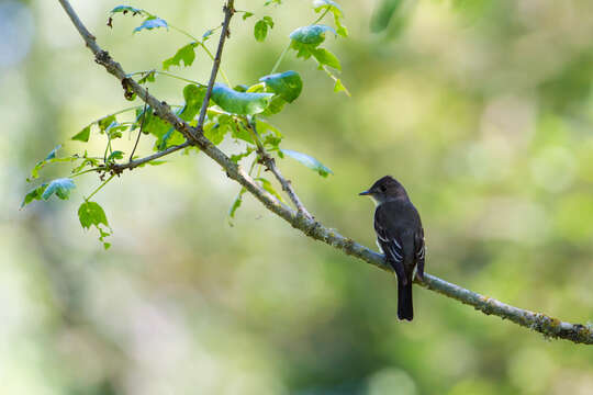 Image of Western Wood Pewee