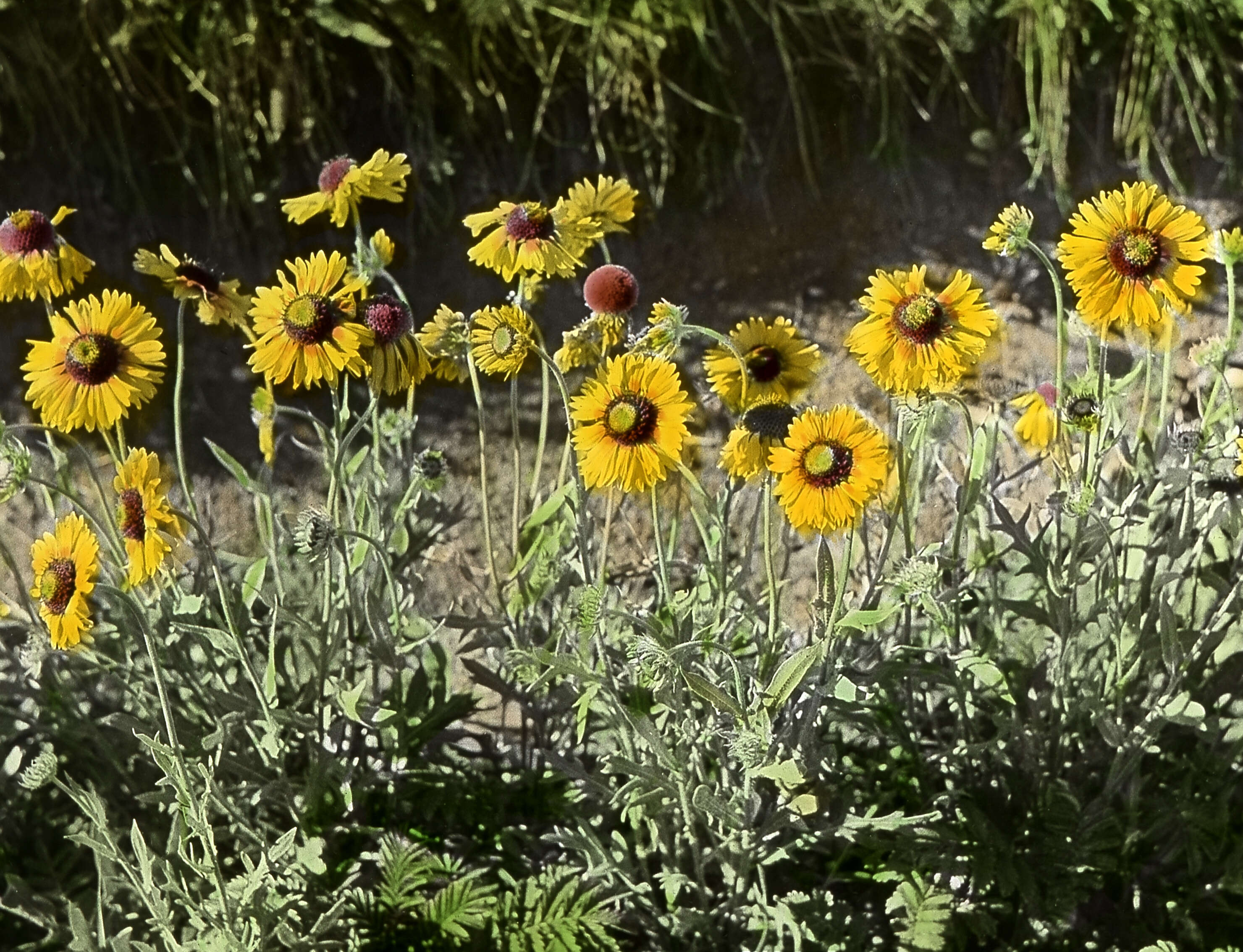 Image of Common perennial gaillardia