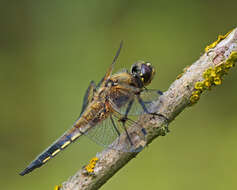 Image of Four-spotted Chaser