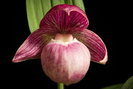 Image of Large-flowered Cypripedium