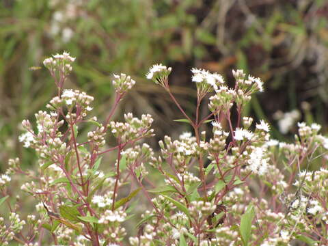 Image of spreading snakeroot