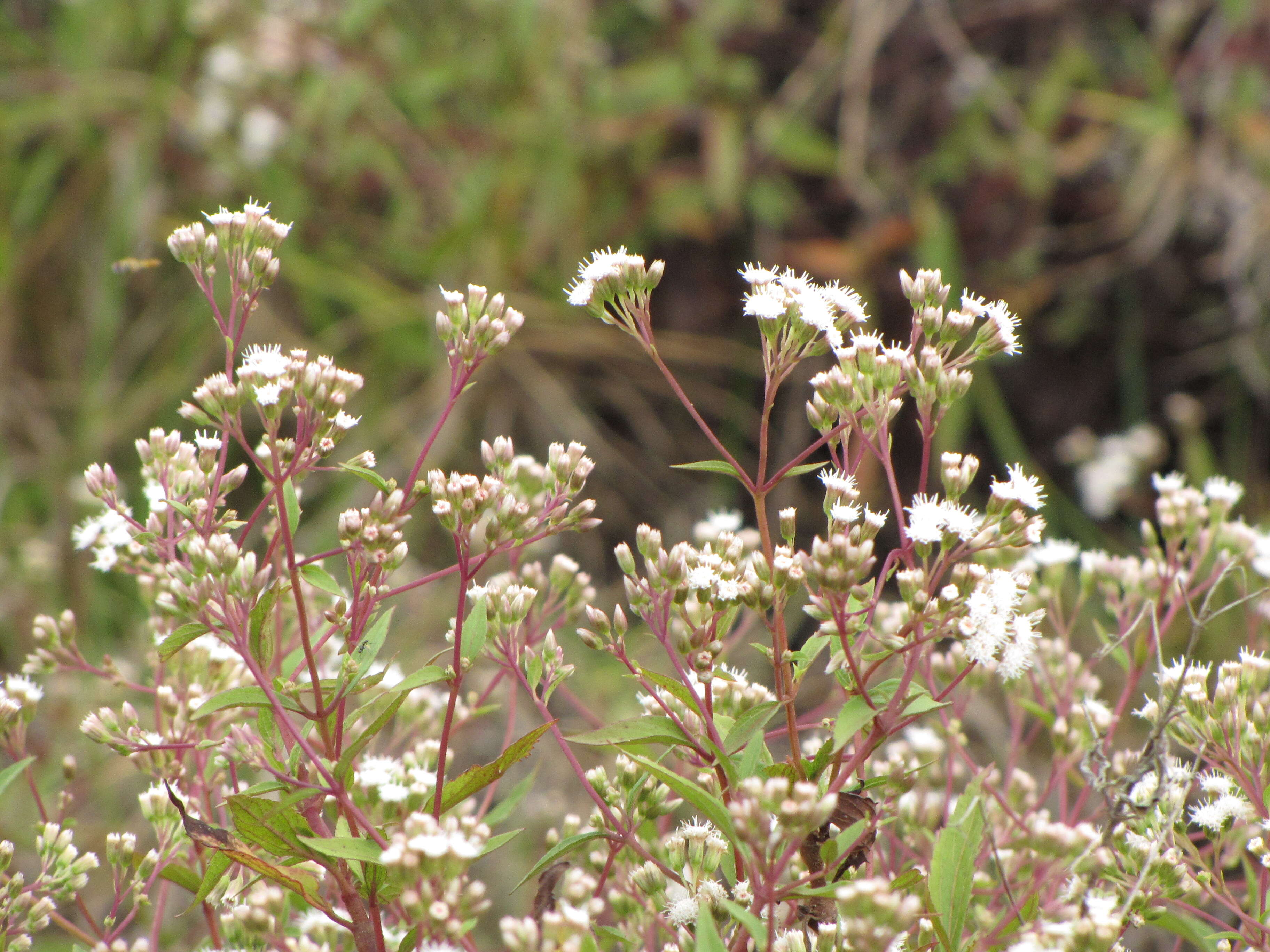 صورة Ageratina riparia (Regel) R. King & H. Rob.