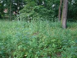 Image of tall globethistle