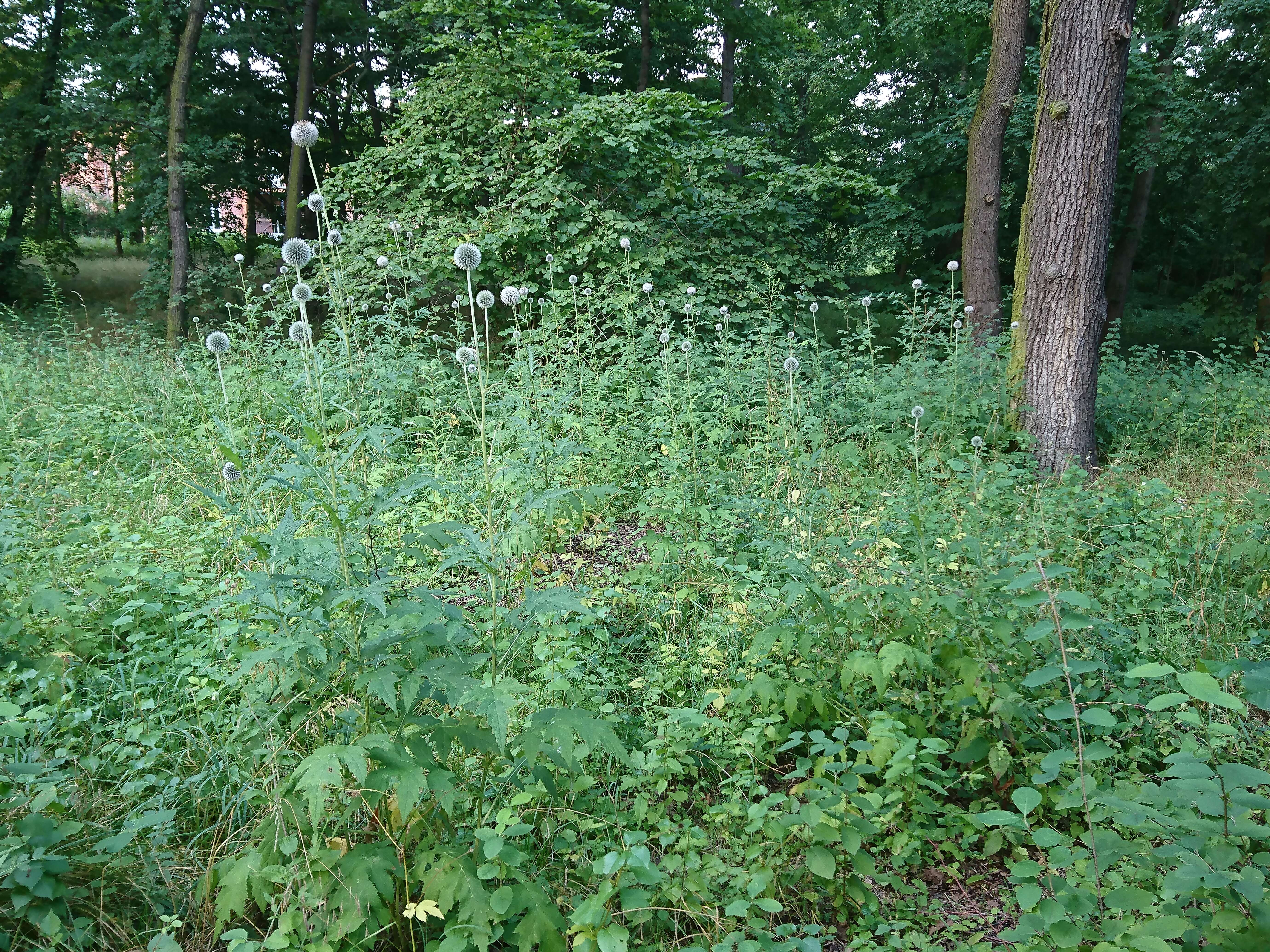 Image of tall globethistle