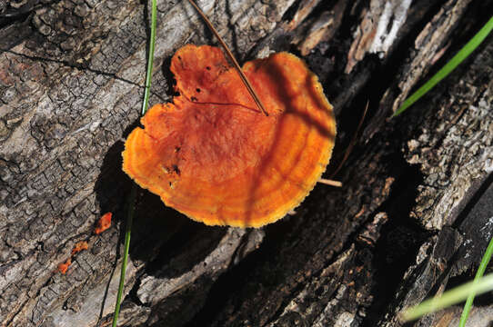 Image of Orange polypore