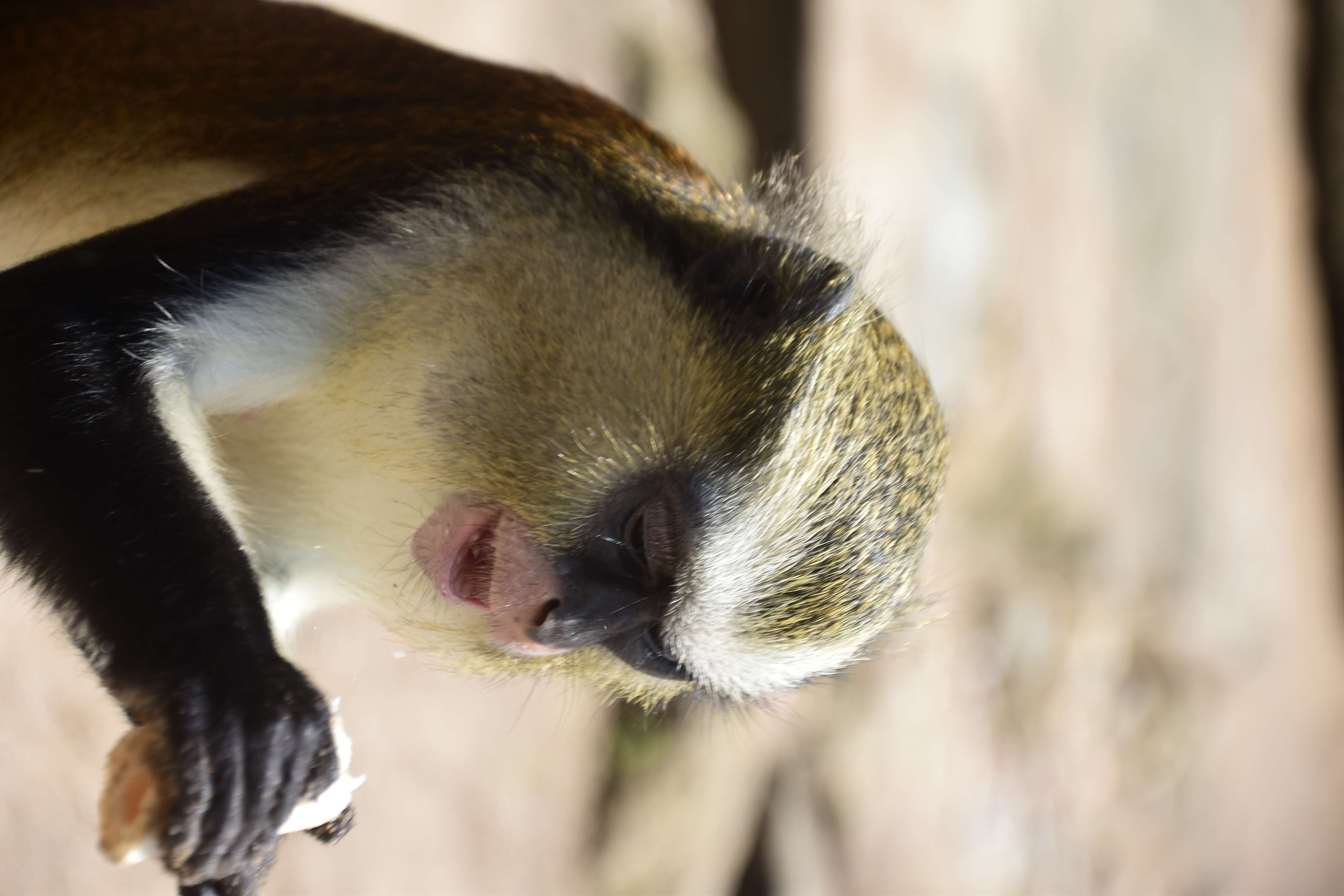 Image of Mona Guenon