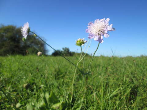 Слика од Knautia arvensis (L.) Coulter