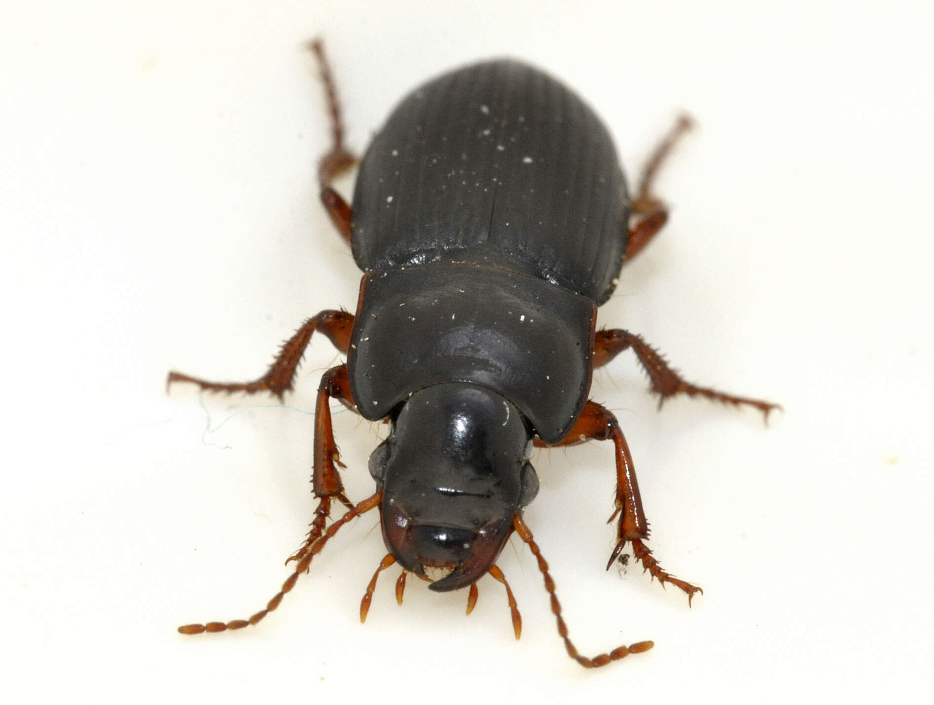 Image of Carabidae