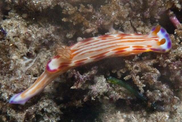 Image of Hypselodoris fucata Gosliner & R. F. Johnson 1999