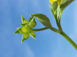 Image de Ranunculus muricatus L.