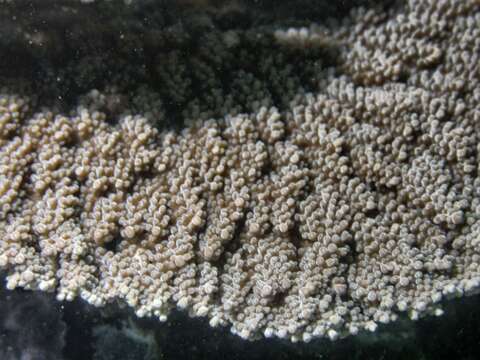 Image of Table coral