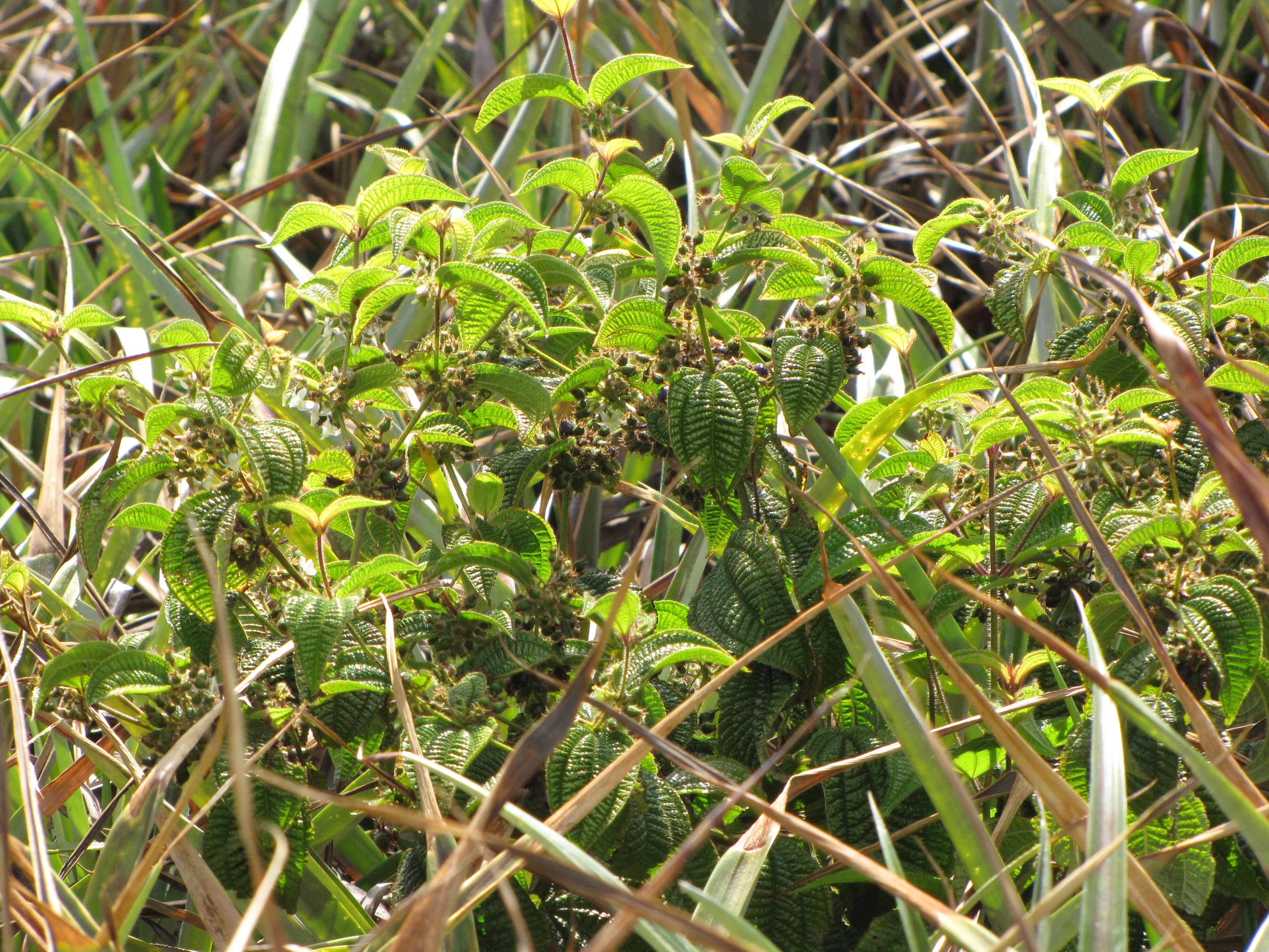 Image of soapbush