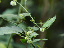 Image of Tragia involucrata L.