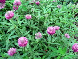 Imagem de Trifolium alpestre L.