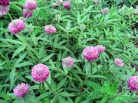 Imagem de Trifolium alpestre L.