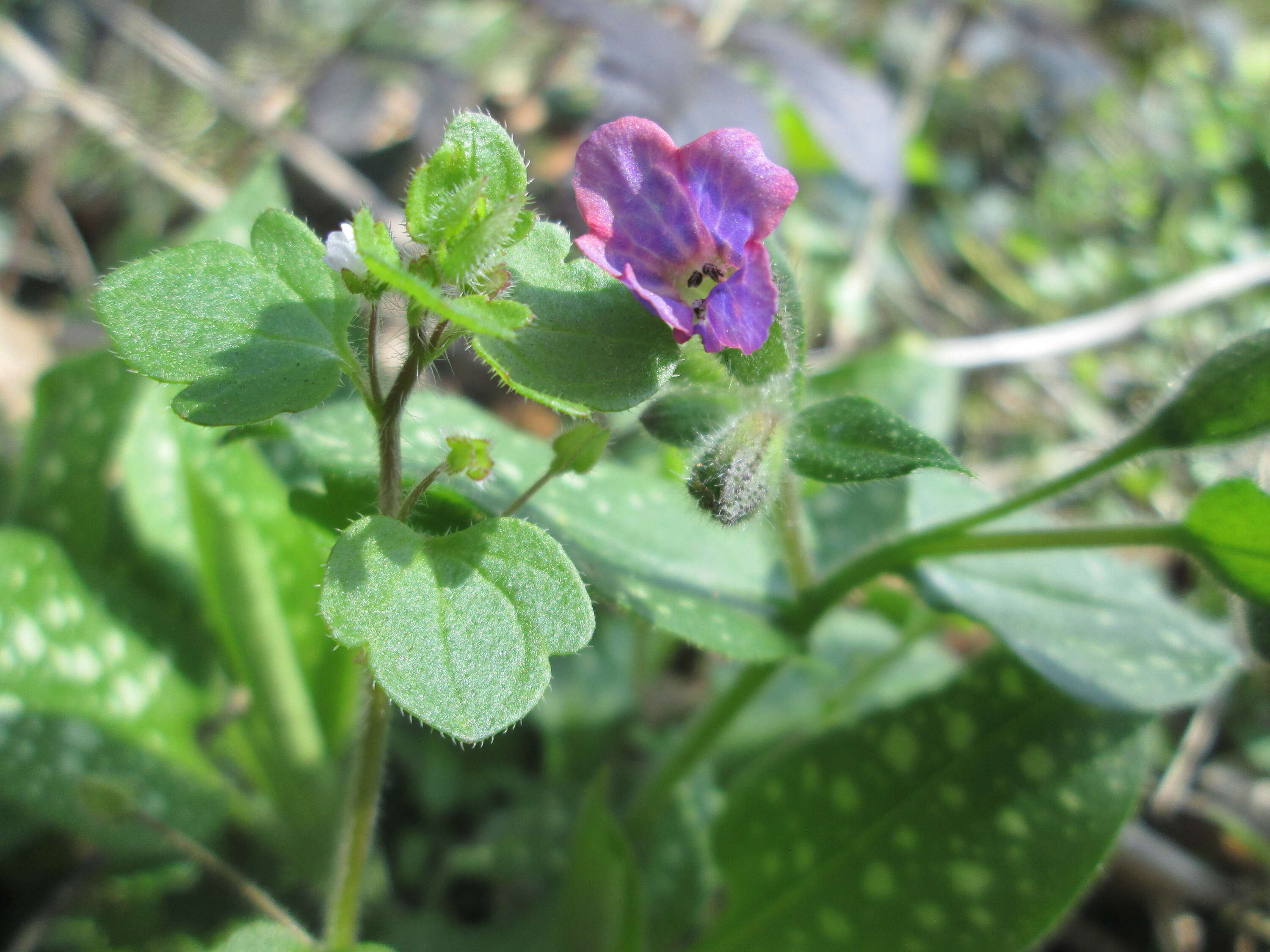 Image of Lungwort