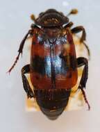 Nicrophorus (Nicrophorus) quadripunctatus (Kraatz 1877) resmi