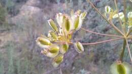 Image of Thapsia villosa L.