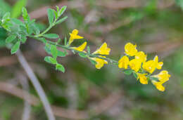 Imagem de Genista pilosa L.