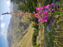 Image of Narrow-Leaf Fireweed