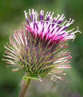 Image of common burdock