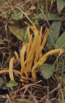 Clavulinopsis fusiformis (Sowerby) Corner 1950 resmi