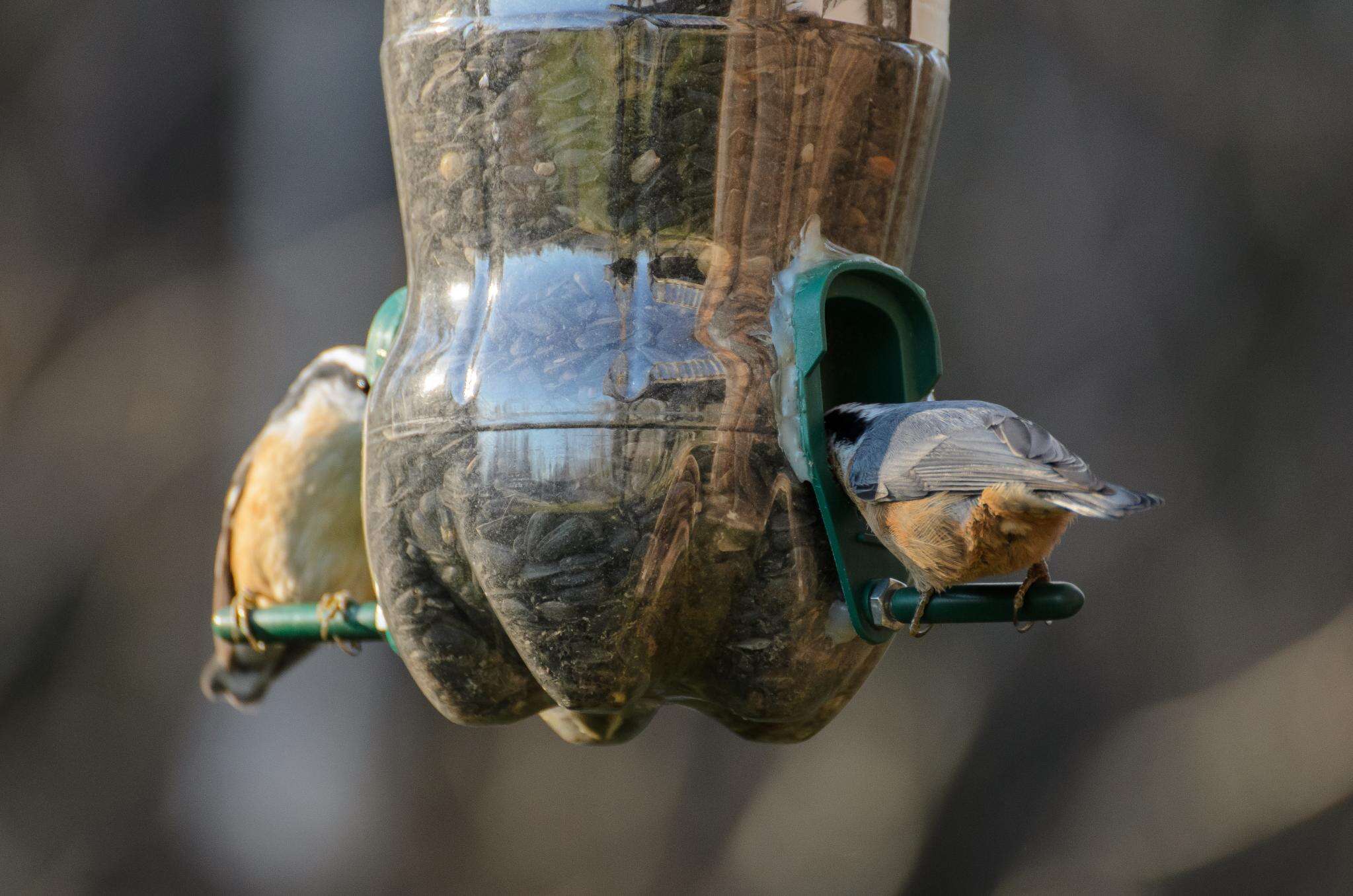 Image of Red-breasted Nuthatch